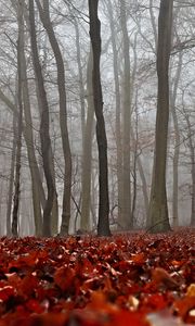 Превью обои осень, листва, лес, туман