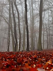 Превью обои осень, листва, лес, туман