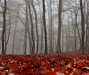 Превью обои осень, листва, лес, туман