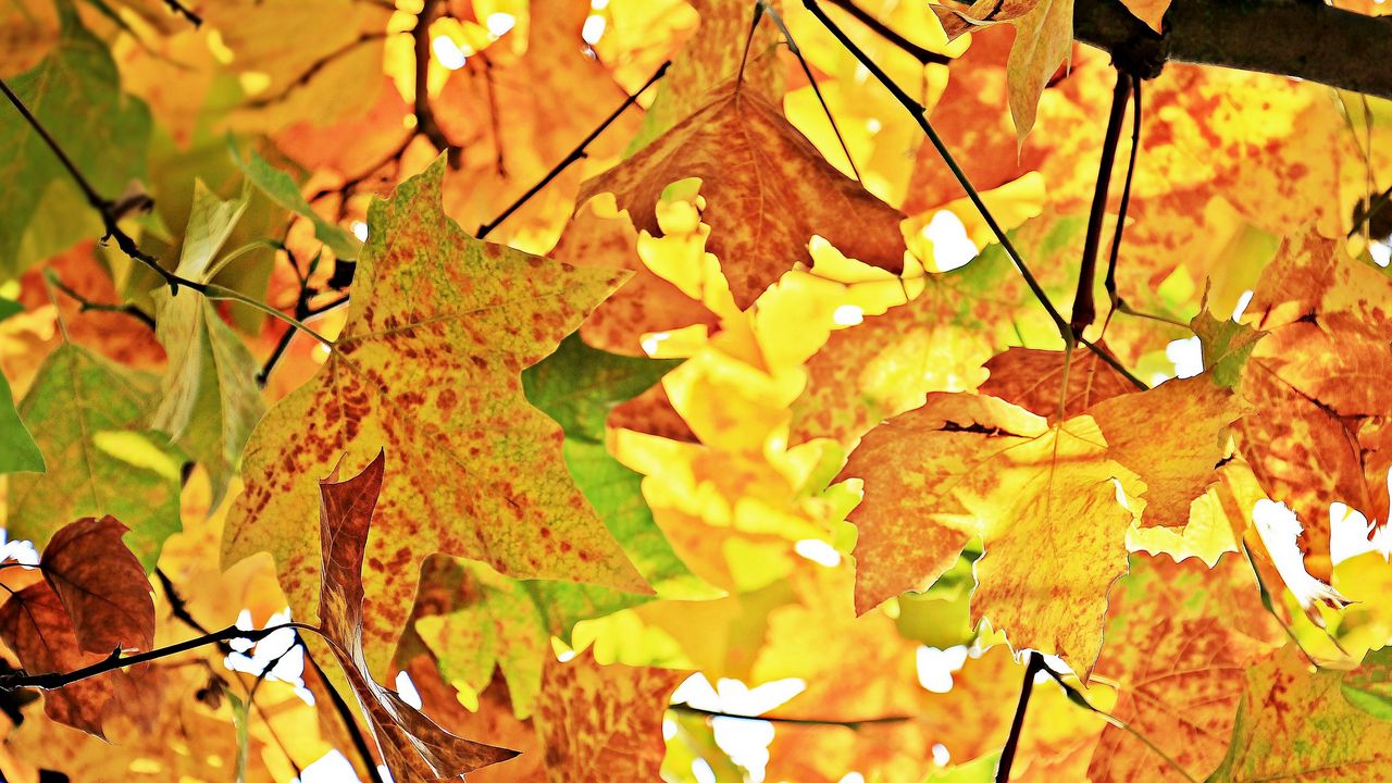 Обои осень, листва, ветки, дерево, клен