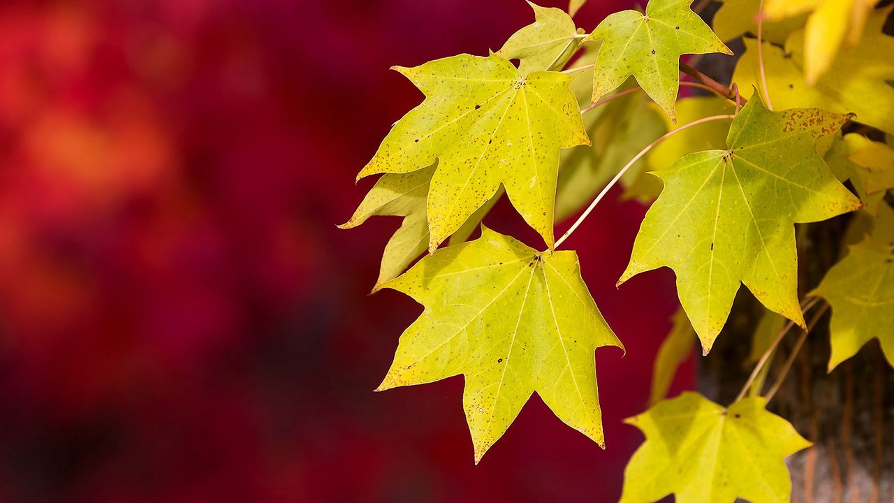 Обои осень, макро, красный, листва, фон