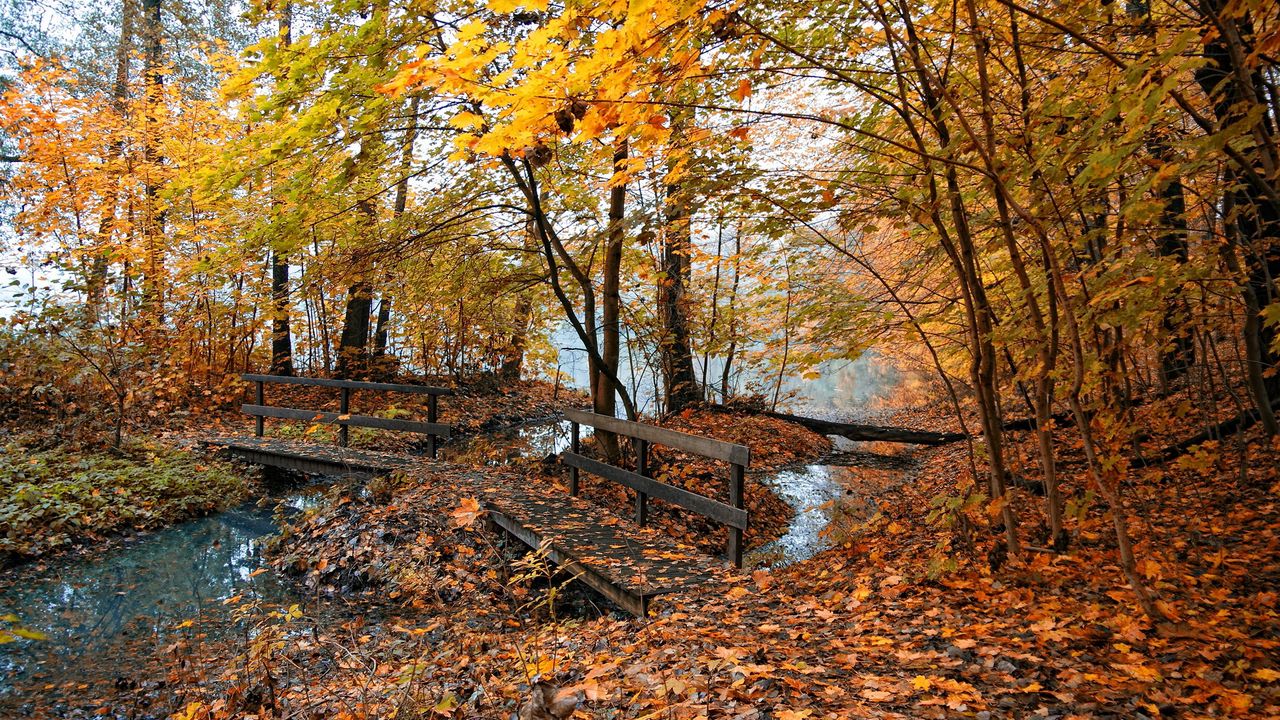 Обои осень, мостики, деревья, лес, листья, желтые, вода