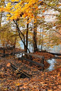 Превью обои осень, мостики, деревья, лес, листья, желтые, вода
