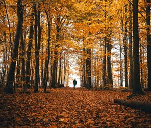 Превью обои осень, одиночество, лес, деревья, прогулка