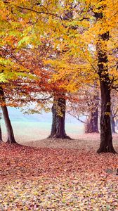 Превью обои осень, парк, деревья, листва