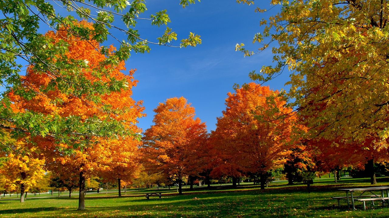 Обои осень, парк, деревья, листья, скамейка, пикник