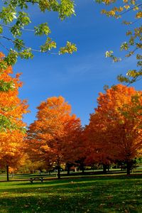 Превью обои осень, парк, деревья, листья, скамейка, пикник