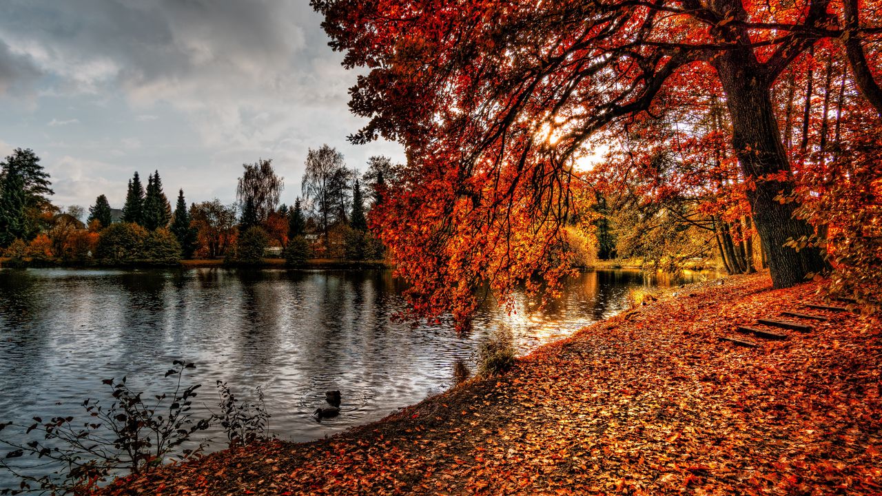Обои осень, парк, листва, озеро