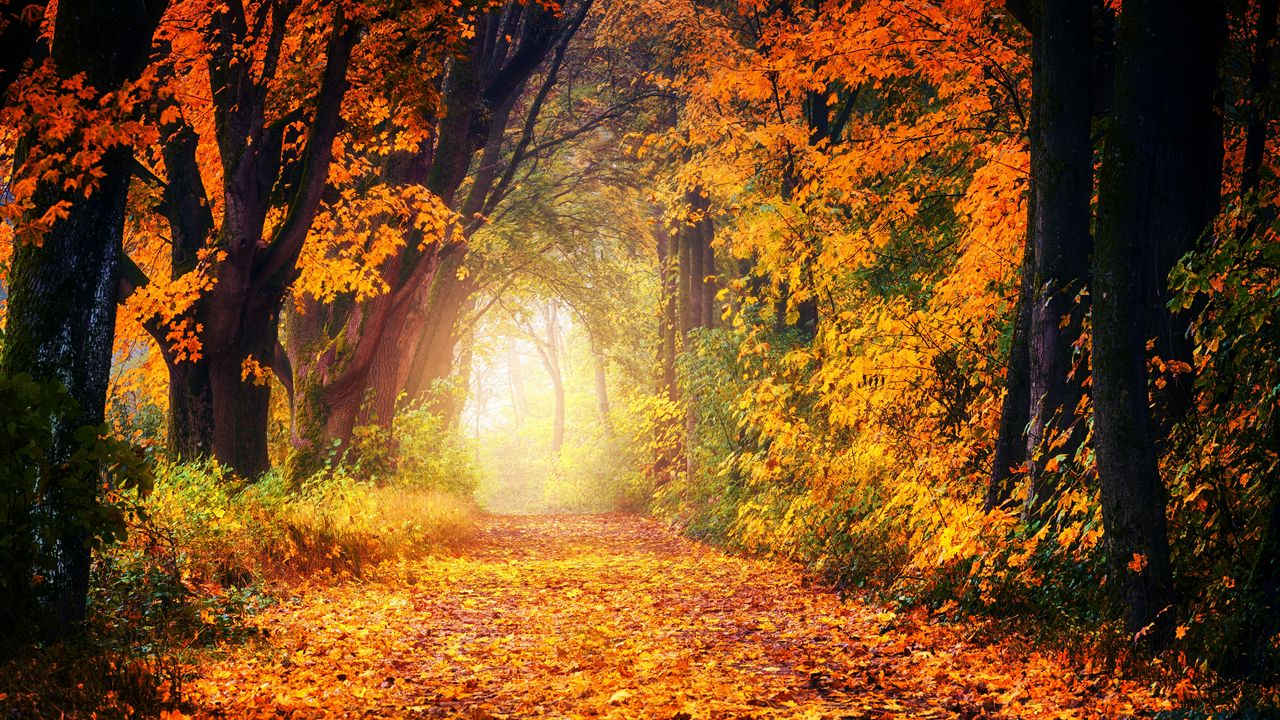 Обои осень, парк, листва, деревья, тропинка, свет, золотистый