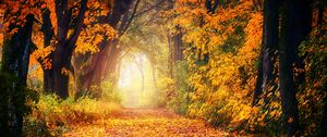 Превью обои осень, парк, листва, деревья, тропинка, свет, золотистый