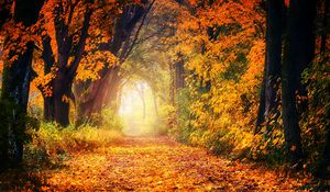 Превью обои осень, парк, листва, деревья, тропинка, свет, золотистый