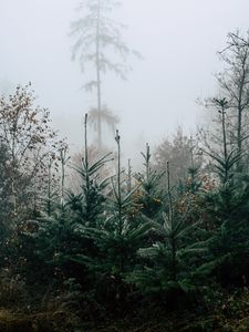 Превью обои осень, пейзаж, елки, деревья, лес, туман