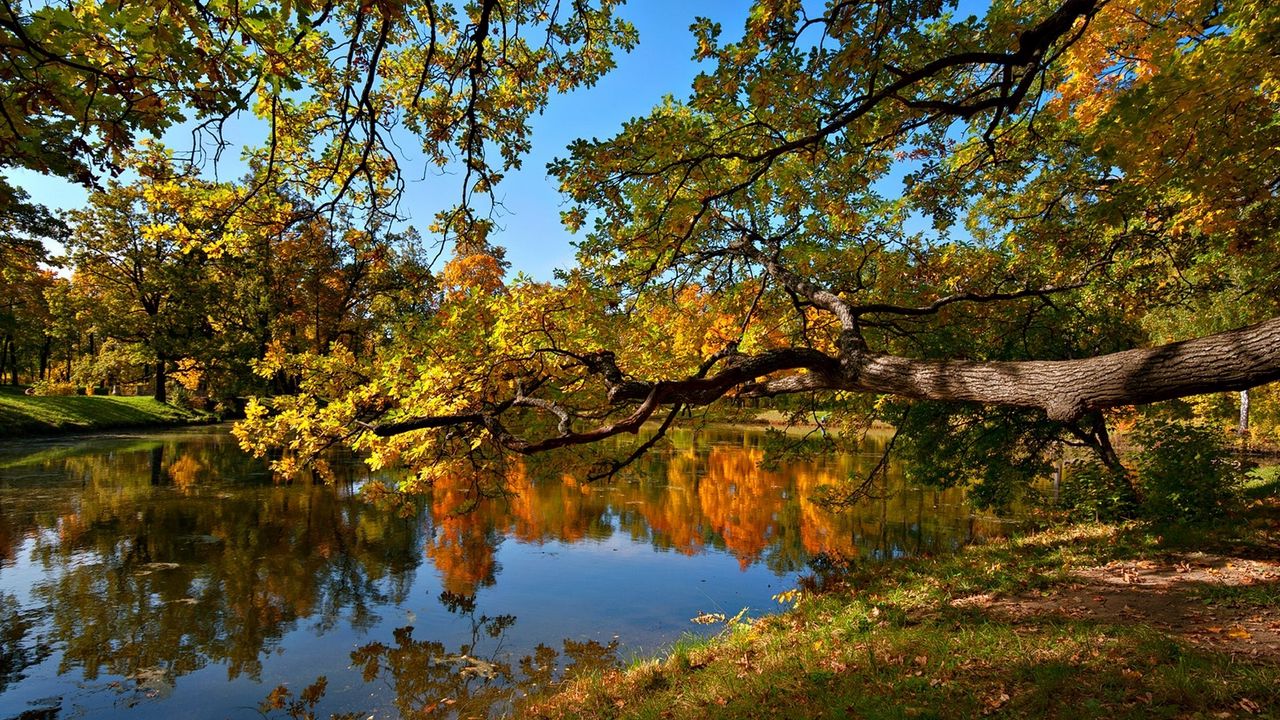 Обои осень, пруд, деревья, пейзаж