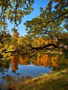 Превью обои осень, пруд, деревья, пейзаж