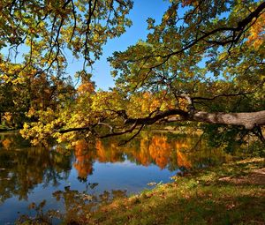 Превью обои осень, пруд, деревья, пейзаж