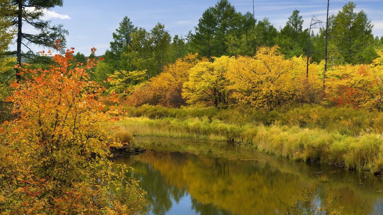 Обои осень, река, деревья, кусты, отражение