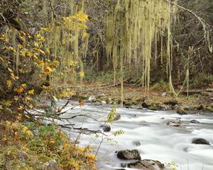 Превью обои осень, река, деревья, листья, разноцветные, паутина