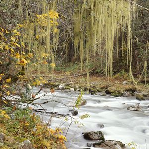 Превью обои осень, река, деревья, листья, разноцветные, паутина