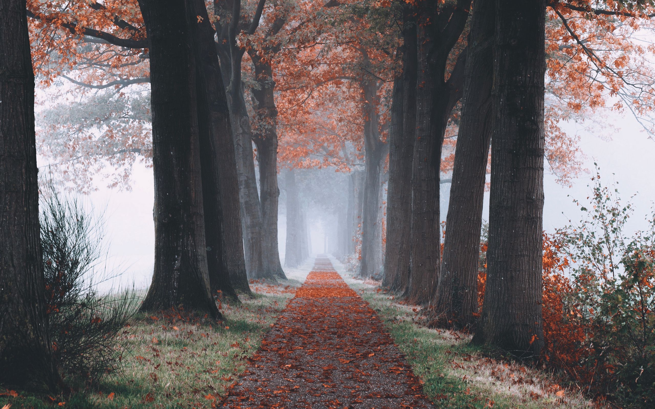 Осень парк дорога