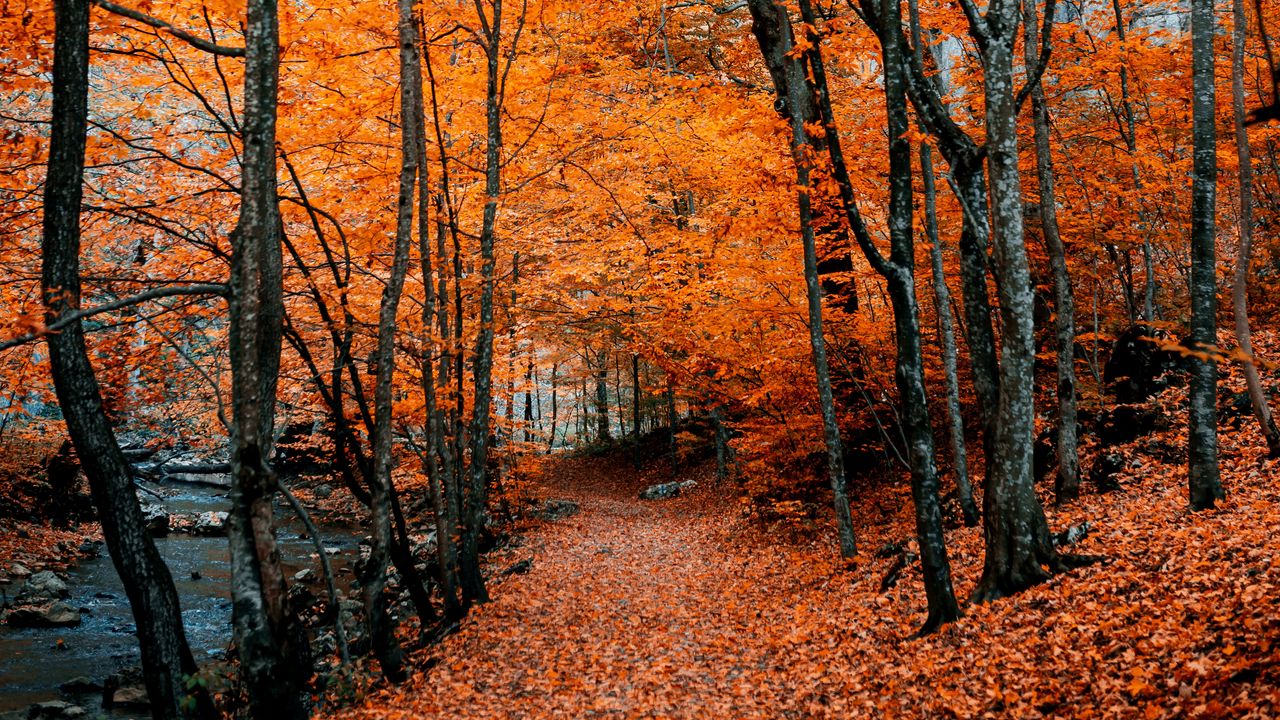 Обои осень, тропинка, листва, лес, деревья, осенние краски