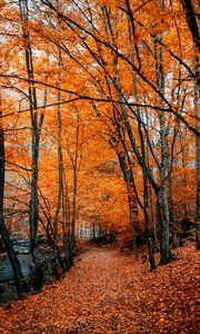 Превью обои осень, тропинка, листва, лес, деревья, осенние краски