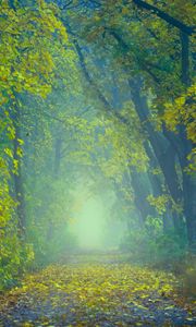Превью обои осень, тропинка, туман, листва, размытость, лес