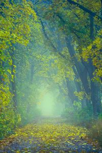 Превью обои осень, тропинка, туман, листва, размытость, лес