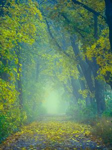 Превью обои осень, тропинка, туман, листва, размытость, лес