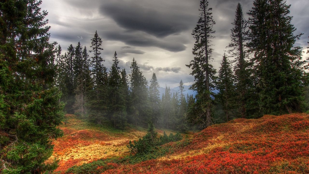 Обои осень, туман, деревья, лес