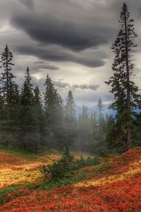 Превью обои осень, туман, деревья, лес