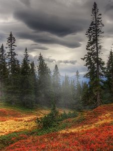 Превью обои осень, туман, деревья, лес