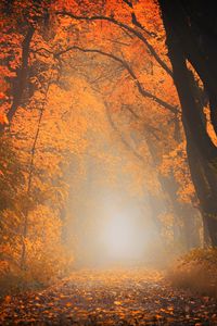 Превью обои осень, туман, лес, листва, деревья, тропинка