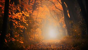 Превью обои осень, туман, лес, листва, деревья, тропинка