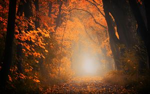Превью обои осень, туман, лес, листва, деревья, тропинка