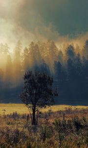 Превью обои осень, туман, рассвет, деревья