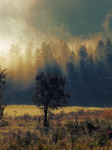 Превью обои осень, туман, рассвет, деревья