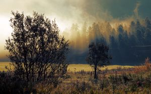 Превью обои осень, туман, рассвет, деревья