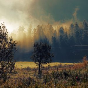 Превью обои осень, туман, рассвет, деревья