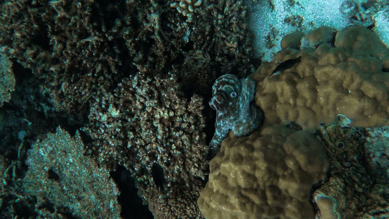 Обои осьминог, кораллы, водоросли, подводный мир