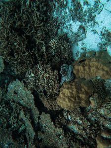 Превью обои осьминог, кораллы, водоросли, подводный мир