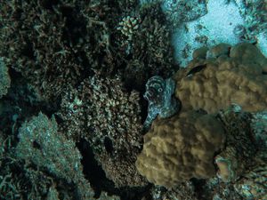 Превью обои осьминог, кораллы, водоросли, подводный мир