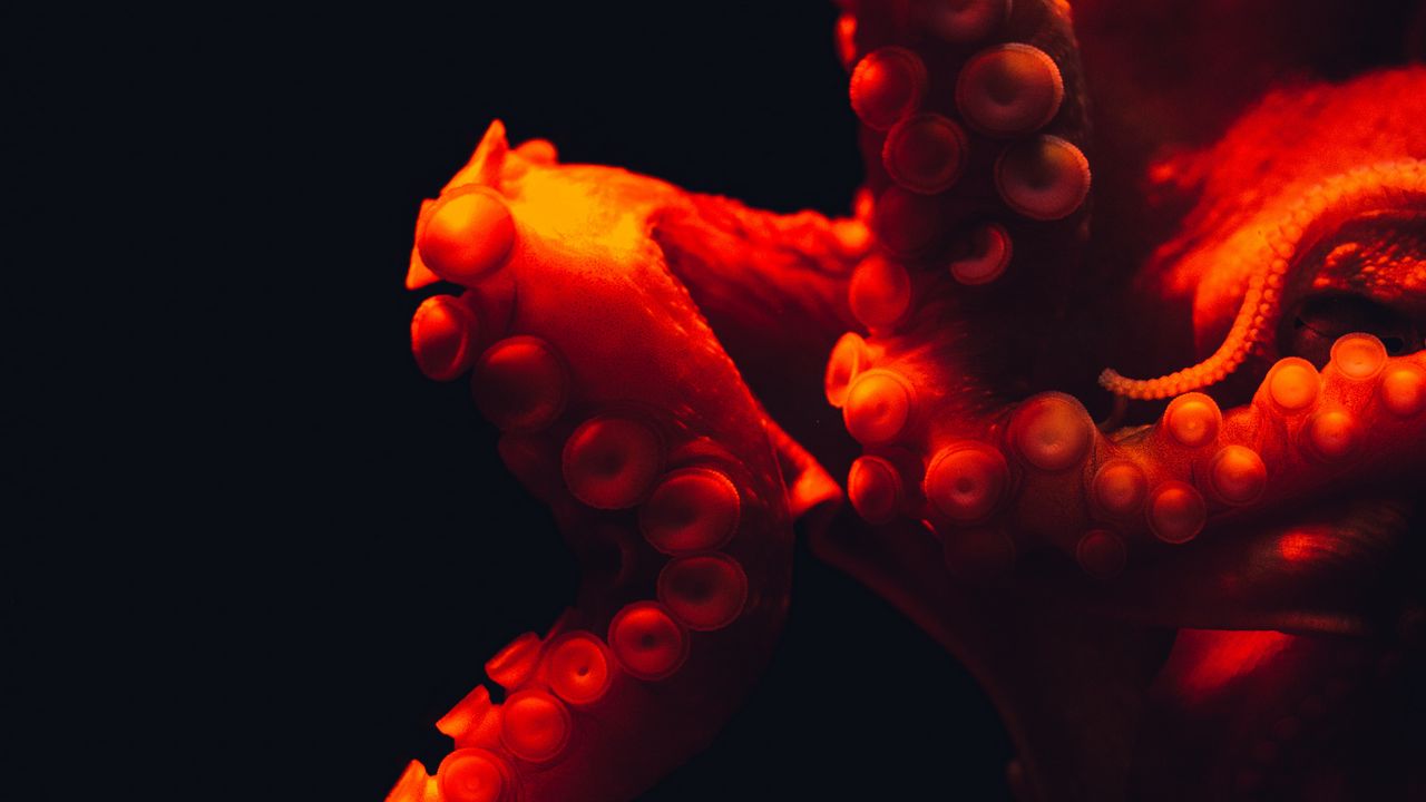 Обои осьминог, щупальцы, красный, подводный мир
