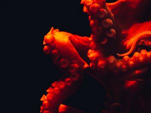Превью обои осьминог, щупальцы, красный, подводный мир