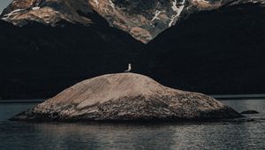 Превью обои остров, чайка, птица, дикая природа