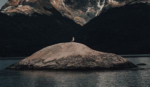 Превью обои остров, чайка, птица, дикая природа