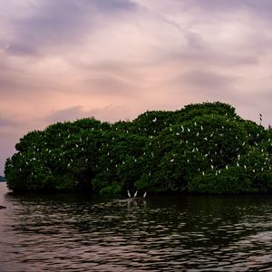 Превью обои остров, деревья, море, птицы