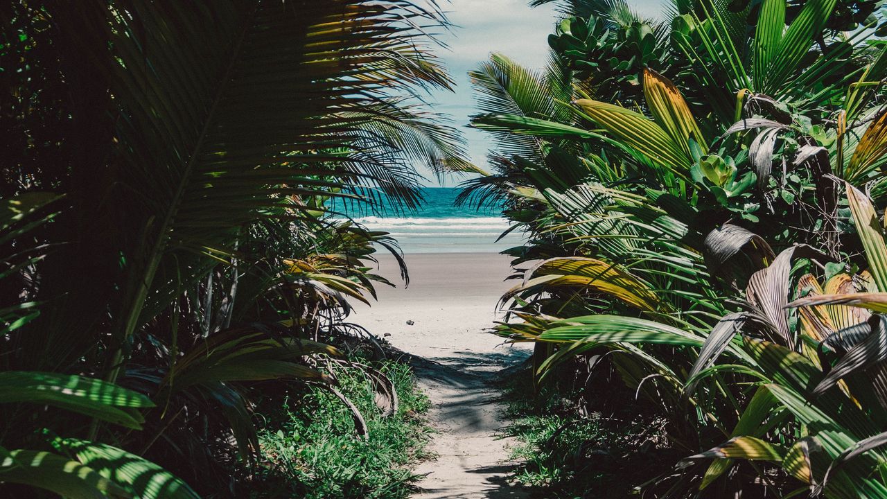 Обои остров, тропический, пальмы, пляж, песок, заросли