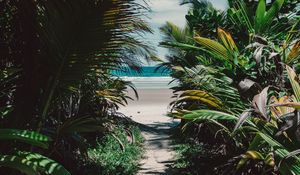 Превью обои остров, тропический, пальмы, пляж, песок, заросли