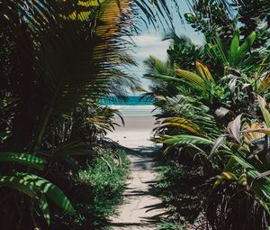 Превью обои остров, тропический, пальмы, пляж, песок, заросли