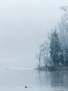 Превью обои островок, деревья, иней, туман, утро, мгла